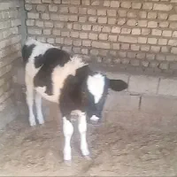 گوساله ماده