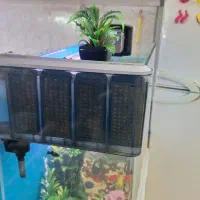 آکواریوم ولوازم وماهی|ماهی|قم, حاج زینل|دیوار