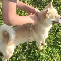 سگ گمشده|حیوانات|سرپل ذهاب, |دیوار