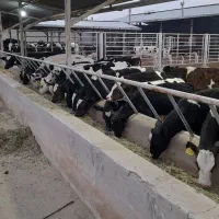 گاو گوساله تلیسه