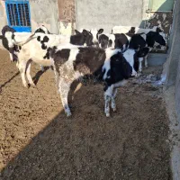 گوساله|حیوانات مزرعه|فیروزه, |دیوار