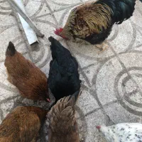 تخم مرغ ارگانیک خانگی و نطفه دار نژادار|خوردنی و آشامیدنی|کرج, محمد آباد|دیوار