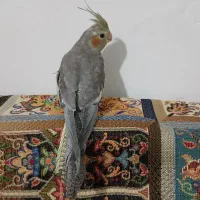 عروس هلندی نر