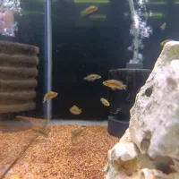 کارلوس گلد هد موزی