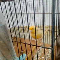 قناری نر مست|پرنده|تهران, آزادشهر|دیوار