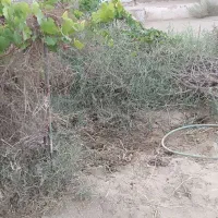 باسلام ،یه قطعه زمین