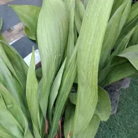 فروش گل برگ عبایی