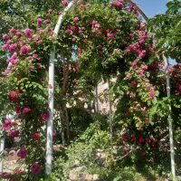 خونه باغ جهت جشن و تولد واخر شب ده قطب الدین