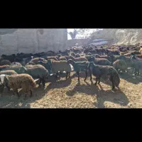 میش و بره افشار|حیوانات مزرعه|آبسرد, |دیوار