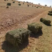 کاه و خصیل و شبدر و یونجه