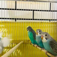 جفت مولد مرغ عشق