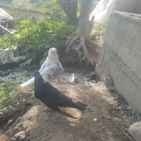 کبوتر