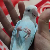 طوطی برزیلی اهلی