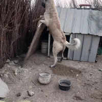 سگ سرابی یک ساله