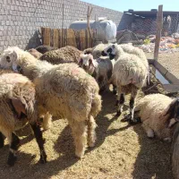 بره|حیوانات مزرعه|دهدشت, |دیوار