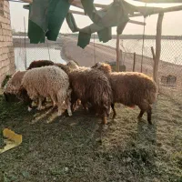 هشت عدد گوسفند نر چاق درشت|حیوانات مزرعه|اهواز, پردیس|دیوار