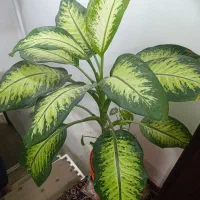 گول طبیعی|گل و گیاه طبیعی|مریوان, |دیوار