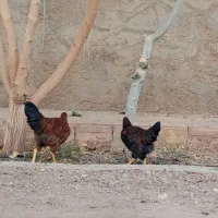خروس جوان