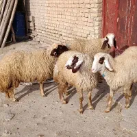 بره ماده سنجابی اصیل