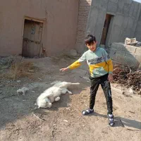 2 تا سگ هاسکی سفید نر