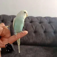 مرغ عشق رنگ خواص|پرنده|مشگین شهر, |دیوار