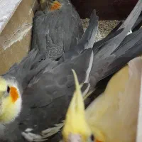 معاوضه جفت عروس مولدبا سهره