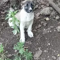 سگ سراب واگذاری|سگ|رشت, یخسازی|دیوار