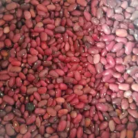 لوبیا قرمز