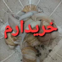 حلزون خوب
