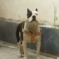 سگ گمشده ،کسی خبر داره اطلاع بده مژدگانی بگیره|حیوانات|خوی, |دیوار