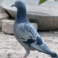 فروش فوری مفت جفت پلاکی