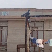 کفتر|پرنده|گناباد, |دیوار