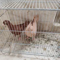 کبوتر موشی طوق طلایی