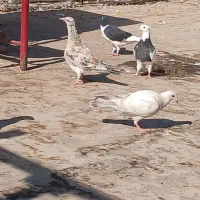 خطی مغلف|پرنده|اقبالیه, |دیوار