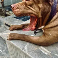 واگذاری پیتبول گارد|سگ|اصفهان, سپاهان‌شهر|دیوار