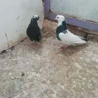 کفتر دوتا سید جون