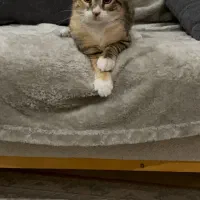 واگذاری رایگان گربه