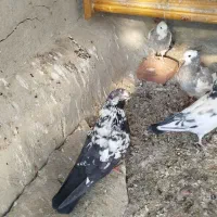 کبوتر|پرنده|کلاردشت, |دیوار