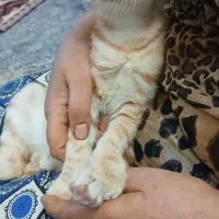 گربه تازه رفته تو ۳ماه
