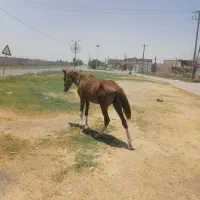 اسب|اسب و تجهیزات اسبسواری|شوش, |دیوار