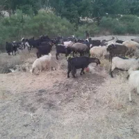 گله بز|حیوانات مزرعه|سنندج, |دیوار