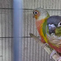 طوطی گرینچیک نر و جفت مولد تضمینی