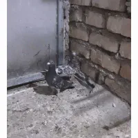 ماده خطی نر دو رگ