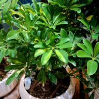 درختچه شفلرا بن سای لاکچری