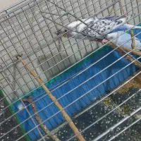 مرغ عشق بالغ|پرنده|فهرج, |دیوار