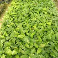 پتوس ابلق نشایی گلدان 10|گل و گیاه طبیعی|بابل, |دیوار