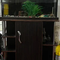 اکواریوم|ماهی|شاهرود, |دیوار