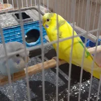 جفت مرغ با پنج تا جوجه|پرنده|مشهد, امیر|دیوار