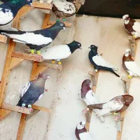 دس کفتری بهبونی سینه کله طوقی هویی تنگ