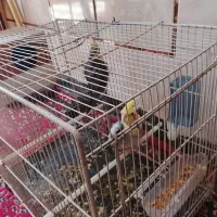جفت عروس هلندی